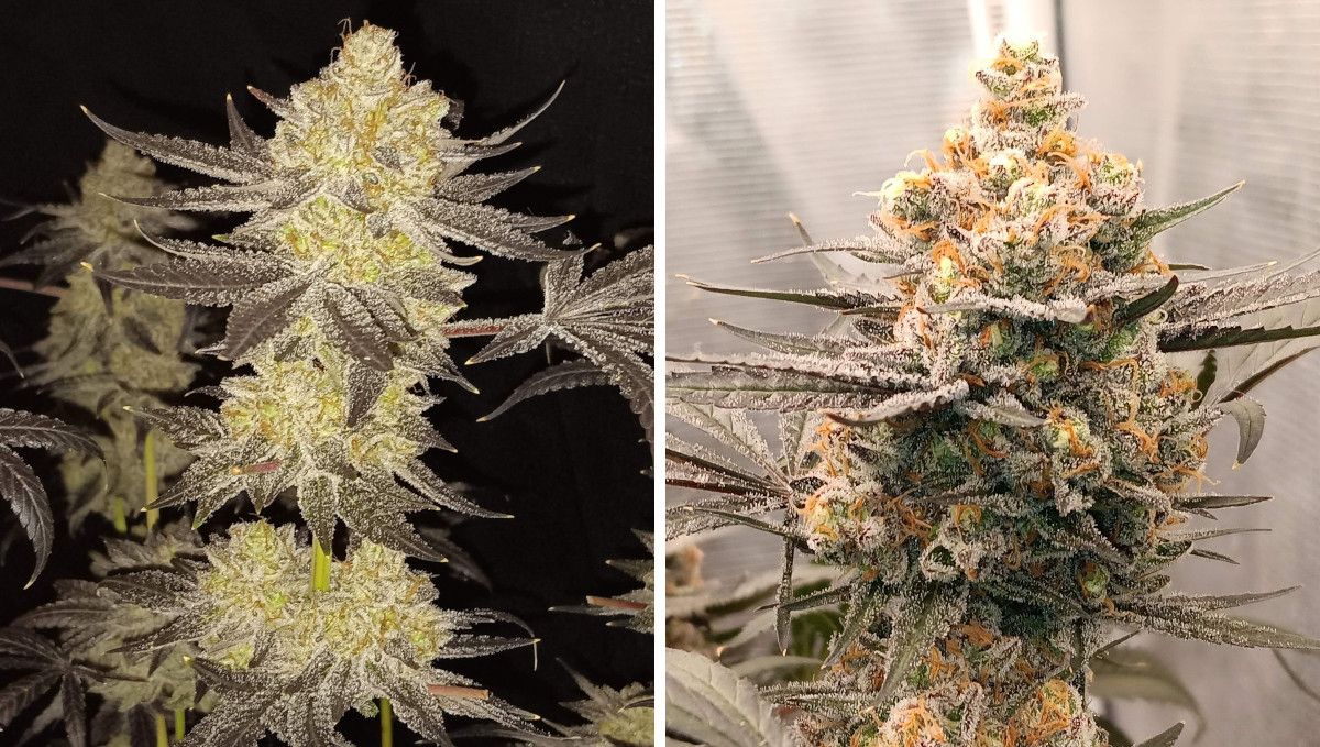 Tropicana Cookies FF cannabis strain: ripening and harvest | weeks 12 | two very mature, resin-drenched colas Tropicana Cookies FF cannabis strain: ripening and harvest | weeks 12 | two very mature, resin-drenched colas