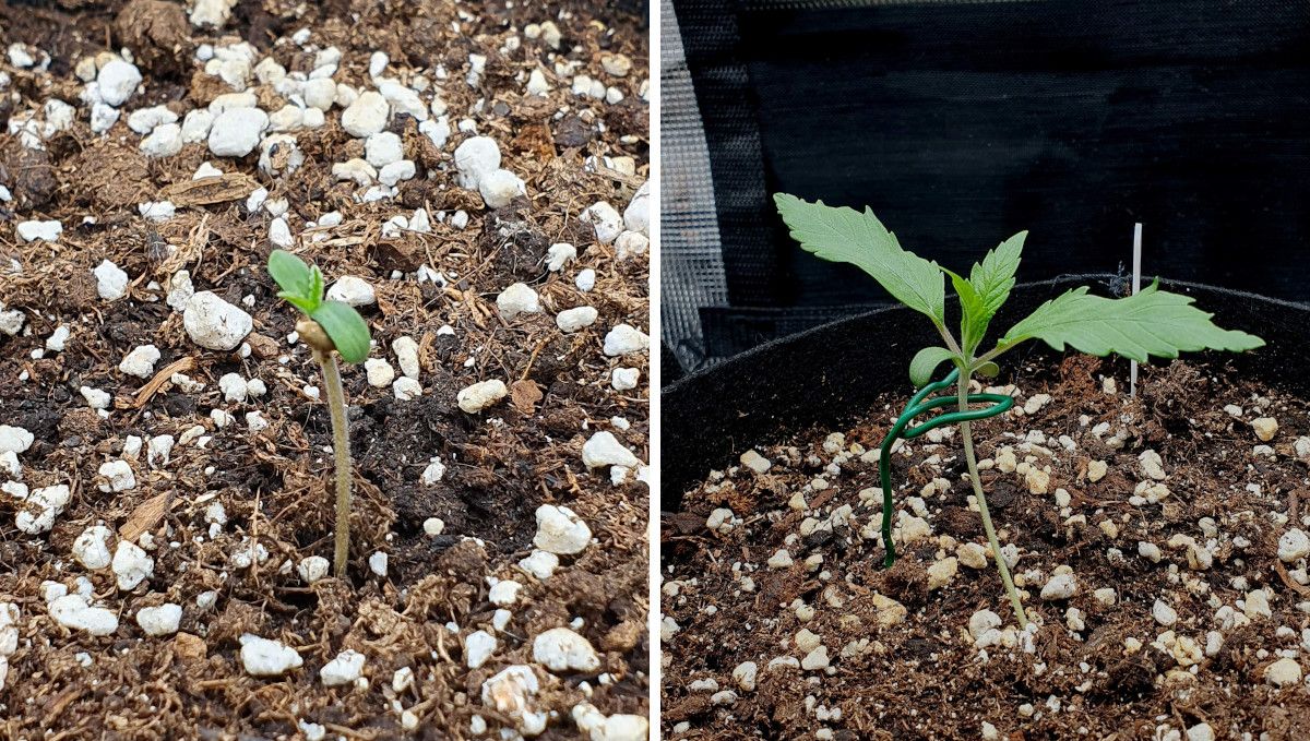 Tropicana Cookies FF cannabis strain: germination and seedling stage | week 1 | progress through the first week Tropicana Cookies FF cannabis strain: germination and seedling stage | week 1 | progress through the first week