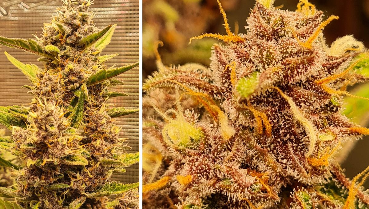 Banana Purple Punch Auto Cannabissorte: mittlere Blüte (Bulk-Phase) | Wochen 7-8 | eine reifende Cola und eine Nahaufnahme von mit Trichomen bedeckten Kelchen