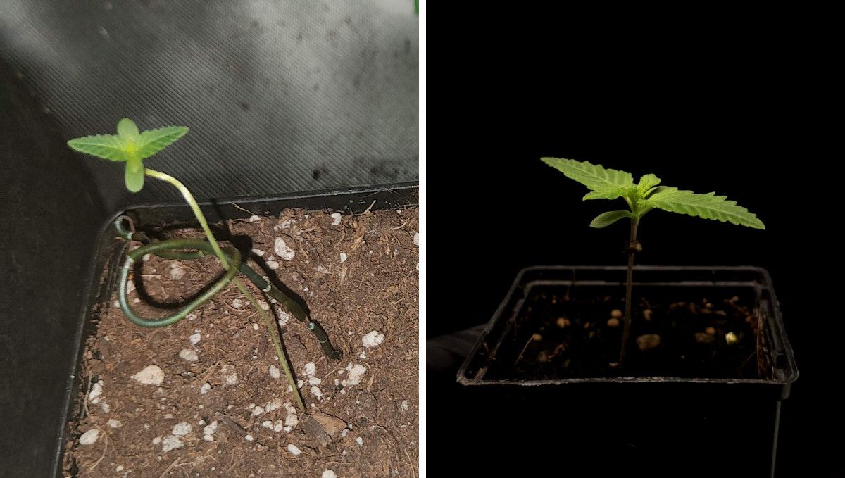 Tropicana Cookies FF cannabis strain: germination and seedling stage | week 1 | a side-by-side comparison of two sprouts, one stretchy and the other not Tropicana Cookies FF cannabis strain: germination and seedling stage | week 1 | a side-by-side comparison of two sprouts, one stretchy and the other not