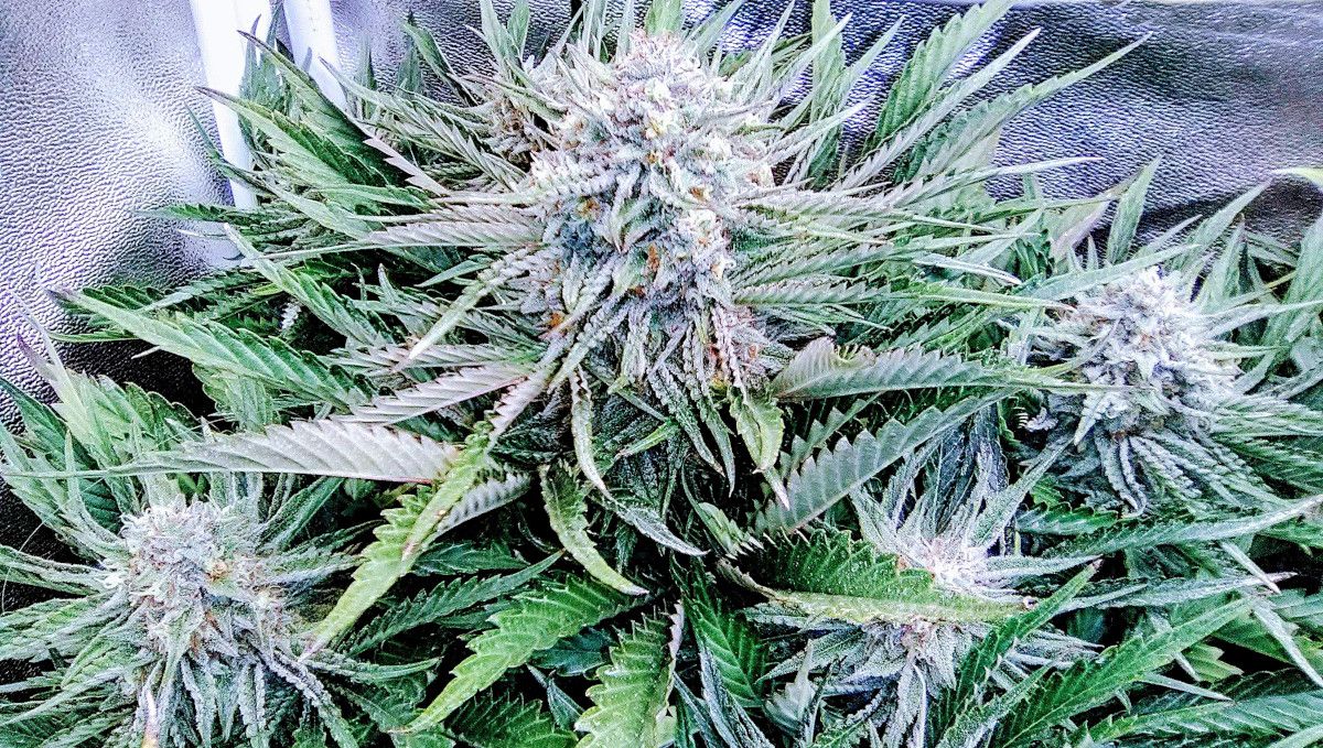Strawberry Pie Auto Cannabis Strain Week-by-Week Guide: Extremely frosty autoflowering colas