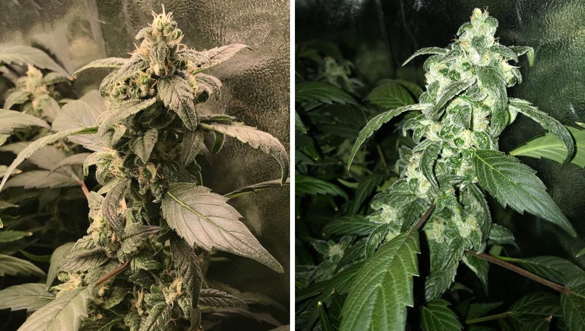 Vanilla Kush cannabis strain: ripening and harvest | weeks 14-15