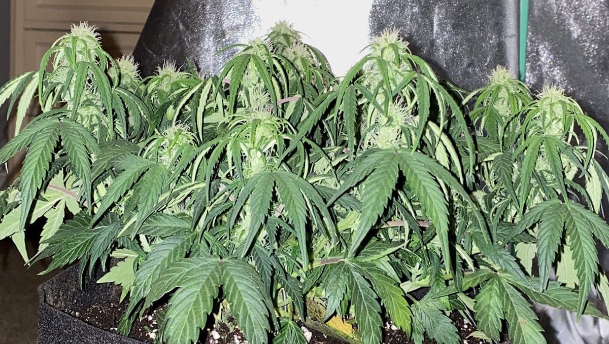 Skunk Auto Cannabis-Sorte Wochen-für-Wochen-Anleitung: Eine indoor angebaute Cannabispflanze in den frühen Blütephasen mit müde wirkenden, herabhängenden Fächerblättern.