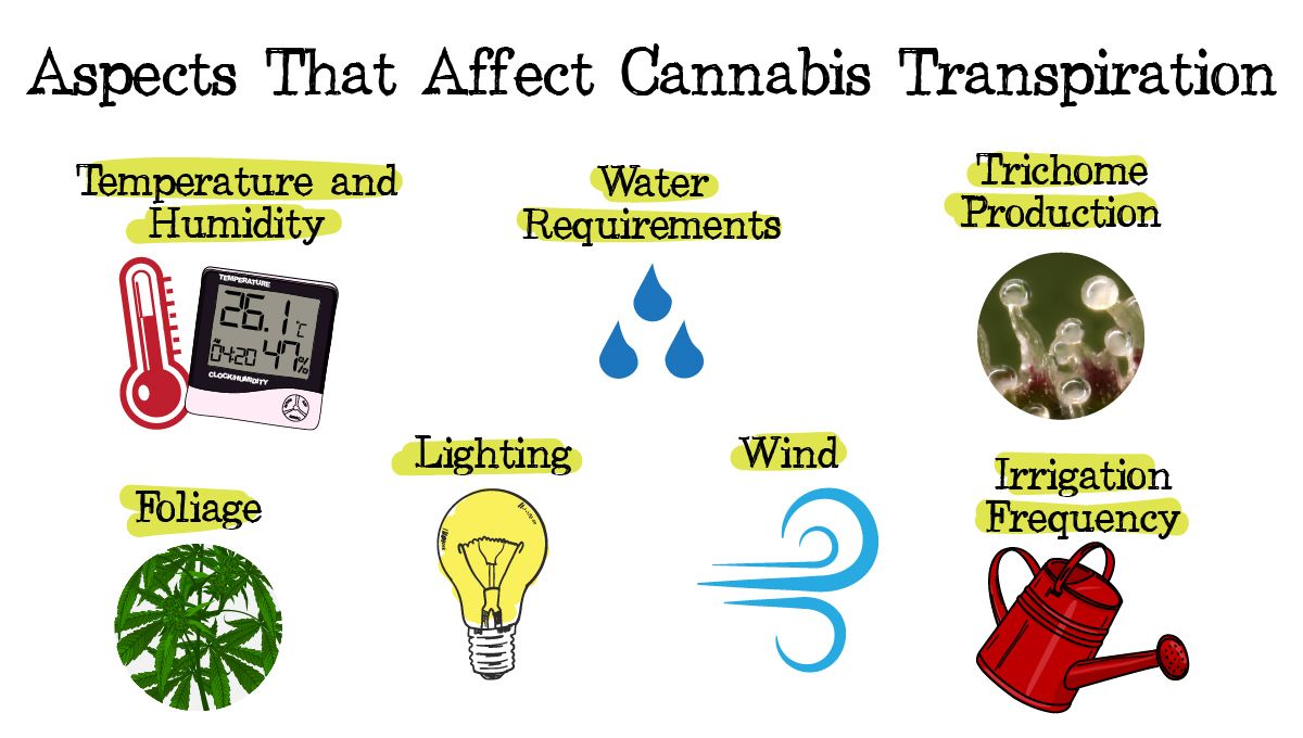 Cannabis transpiration: what affects transpiration?