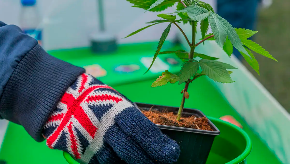 Weed in the uk: growing
