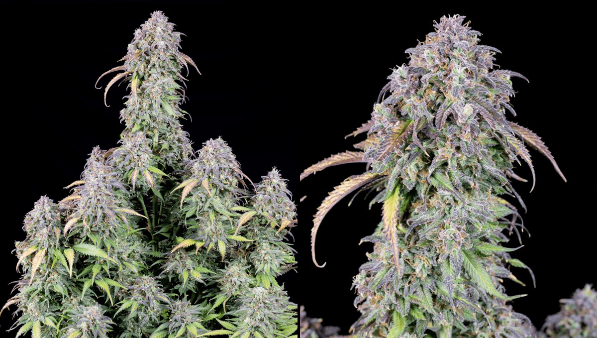 The 5 strongest autoflower strains: Girl Scout Cookies Auto