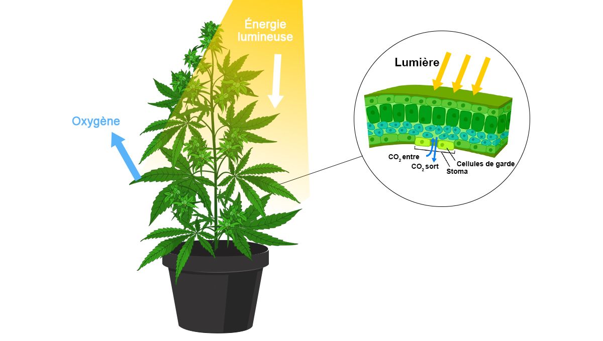 CO2_fr.jpg Augmenter les rendements du cannabis avec le CO2: comment une plante respire