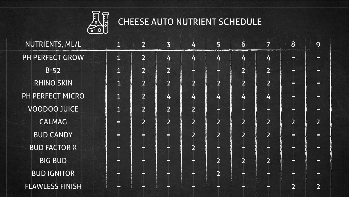 Cheese Auto cannabis strain feeding chart for the vegetative and flowering stage