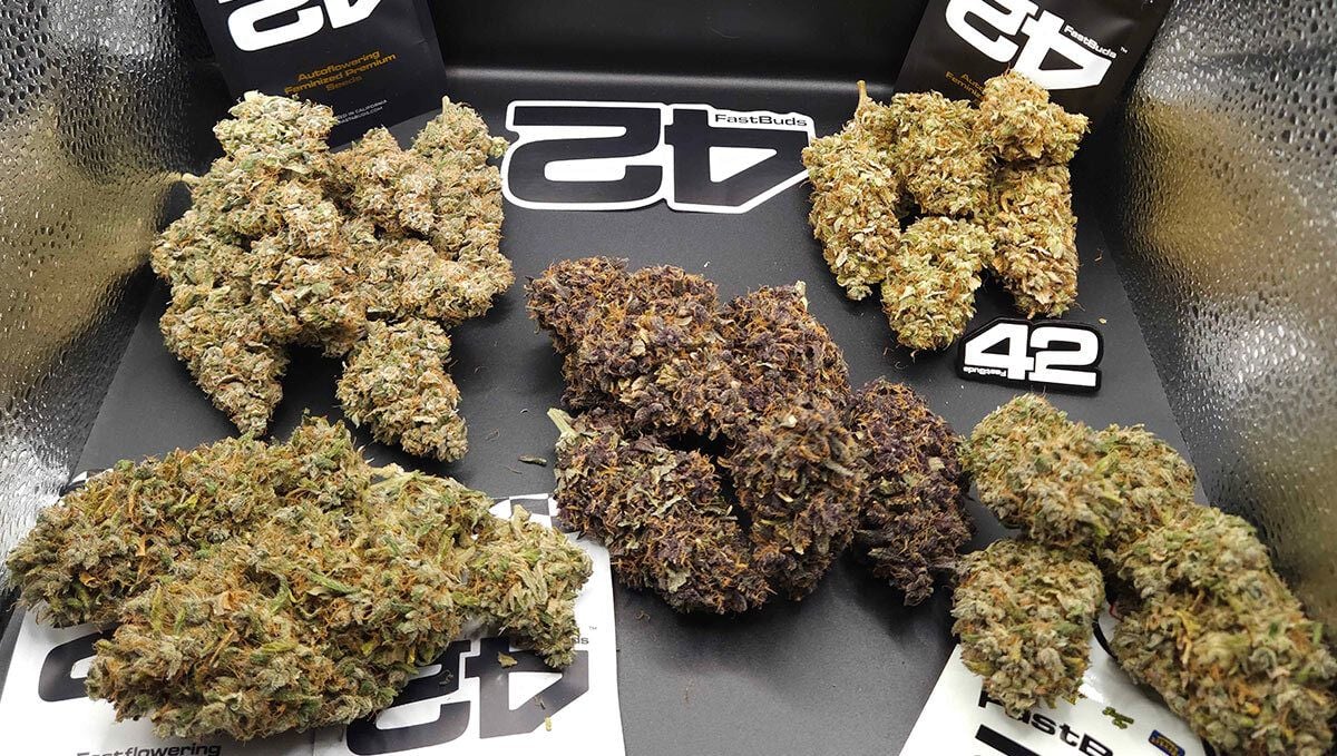 Gary Sherbet, Guava Sundae Auto, Mango Cherry Runtz Auto, Purple Lemonade Auto RF3.