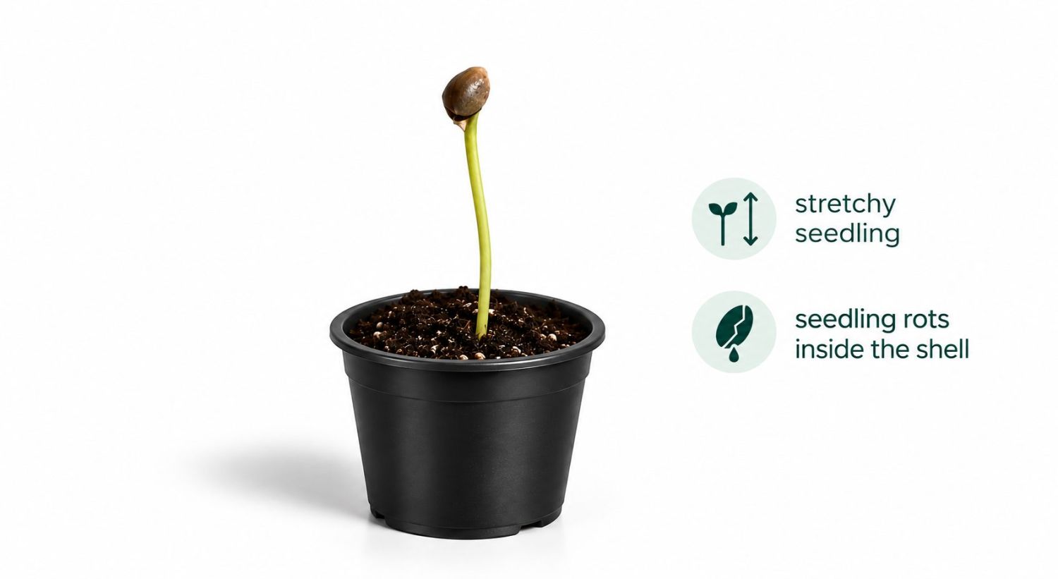 Common cannabis seedling problems: seed shell stuck