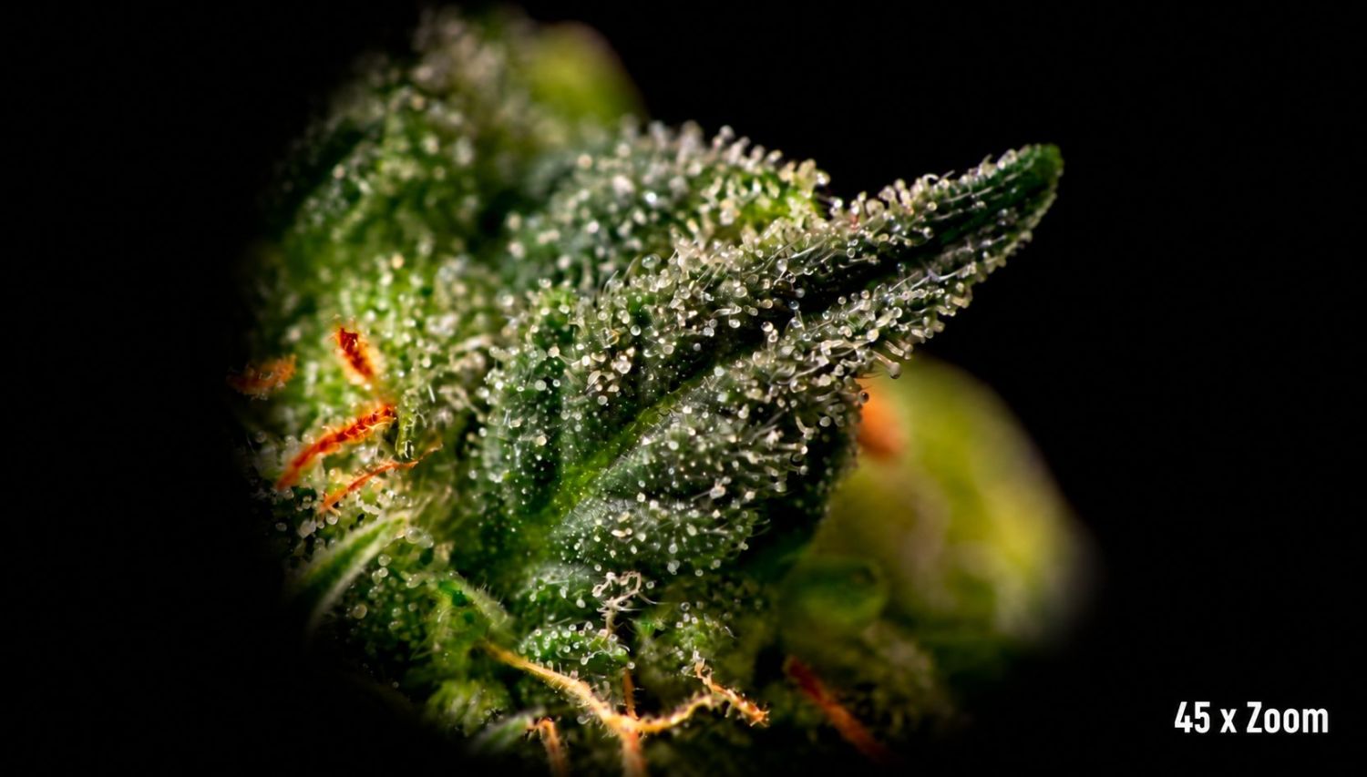 The best magnifiers: smaller microscope