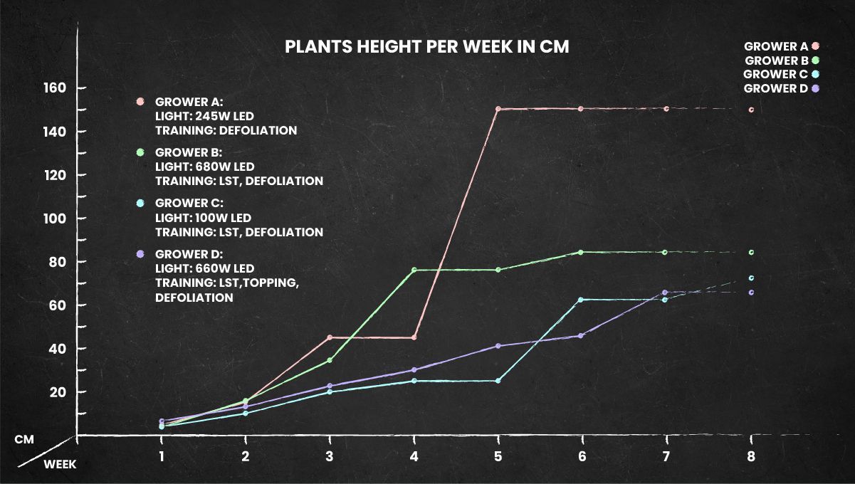 Gorilla Z Auto cannabis strain: height chart for the whole life cycle Gorilla Z Auto cannabis strain: height chart for the whole life cycle