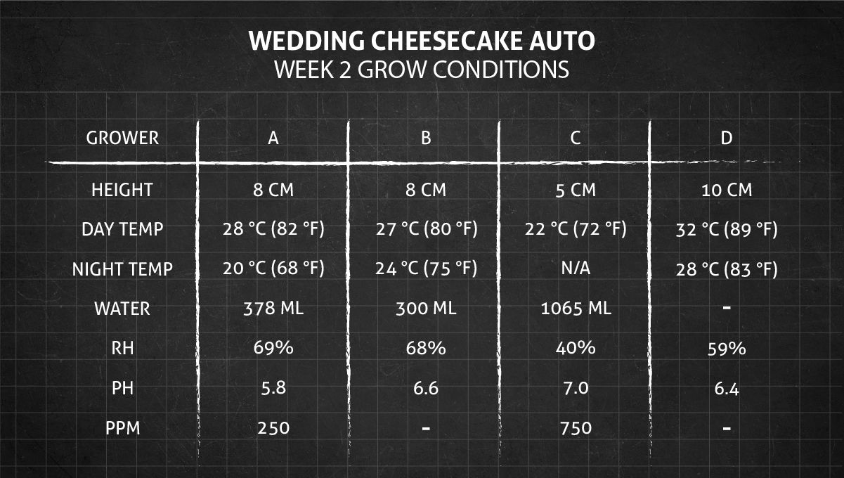 Wedding Cheesecake Auto cannabis strain: Week 2 conditions Wedding Cheesecake Auto cannabis strain: Week 2 conditions