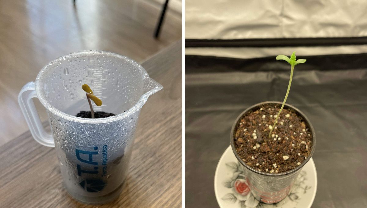 Mexican Airlines Auto cannabis strain: germination and seedling stage | week 1 | a sprout in a jiffy plug put into a measuring cup and the same seedling in a solo cup