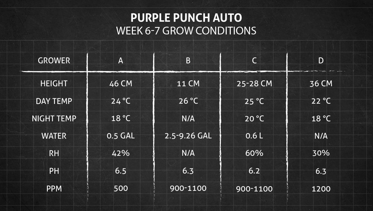 Purple Punch Auto Cannabis Strain Week-by-Week Guide: Weeks 6-7 grow conditions