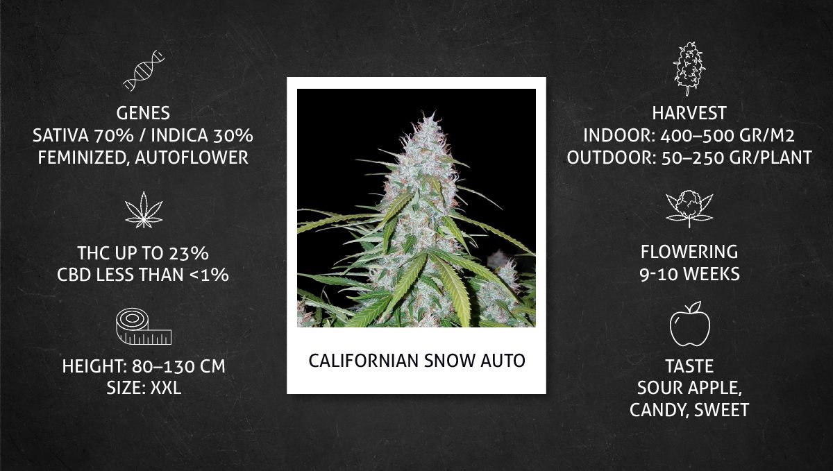 Californian Snow Auto cannabis strain: specs sheet