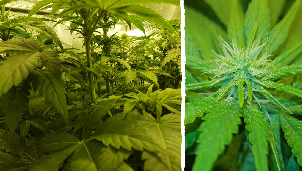 Moby dick auto week-by-week: week 4 and 5 Moby dick auto week-by-week: week 4 and 5