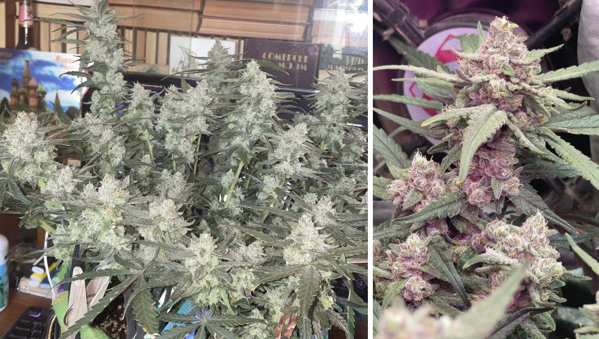 Gorilla Punch Auto cannabis strain: mid flower (bulk phase) | weeks 8-9 | a wide flat mini bush with multiple colas and a closeup of a frosty bud with a blush color Gorilla Punch Auto cannabis strain: mid flower (bulk phase) | weeks 8-9 | a wide flat mini bush with multiple colas and a closeup of a frosty bud with a blush color