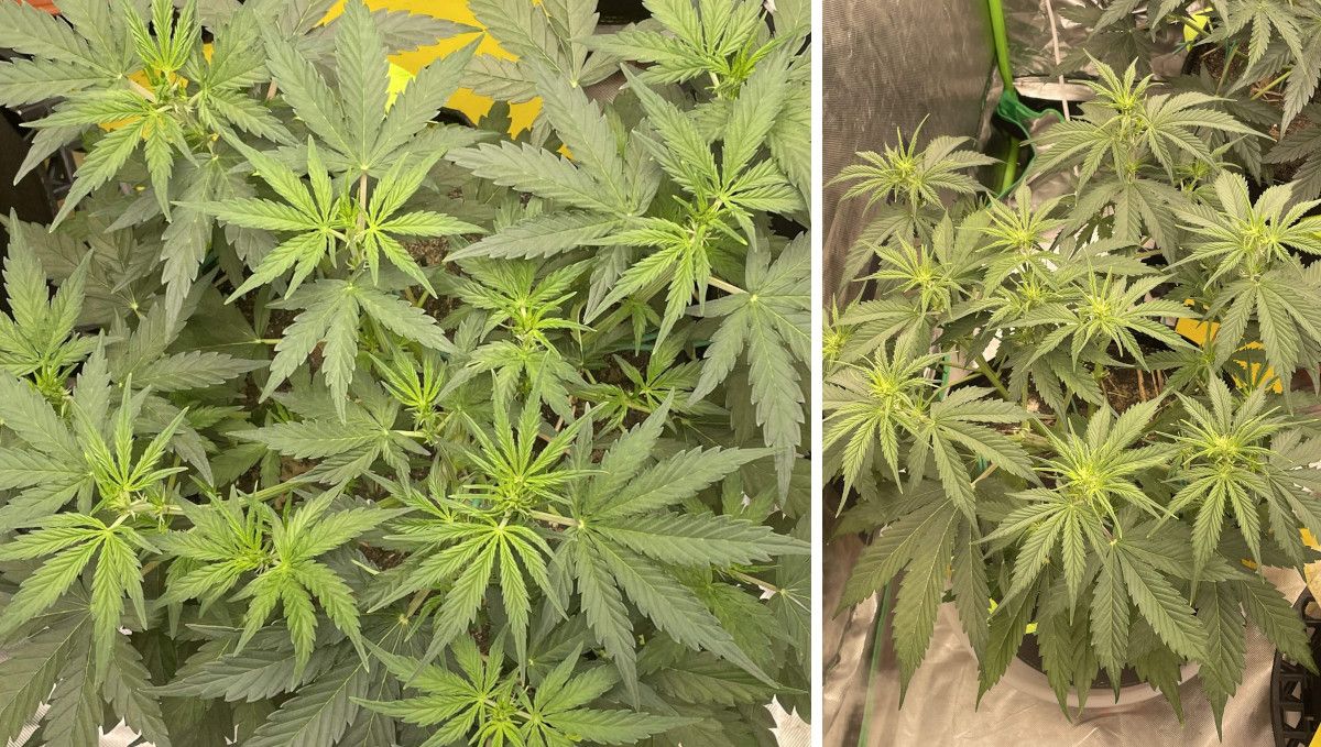 Tangerine Dream Auto cannabis strain: transition (pre-flower) | week 5 | the tops of an indoor autoflower that's just starting to bud