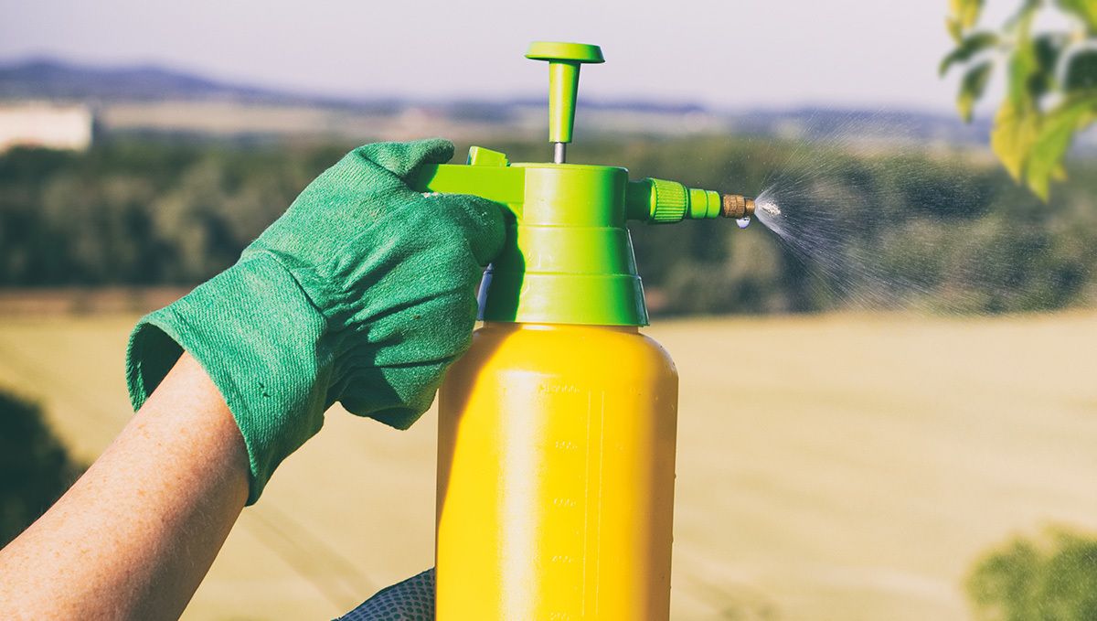 Most Common Pests in Cannabis Plants: foliar spray pesticides Most Common Pests in Cannabis Plants: foliar spray pesticides