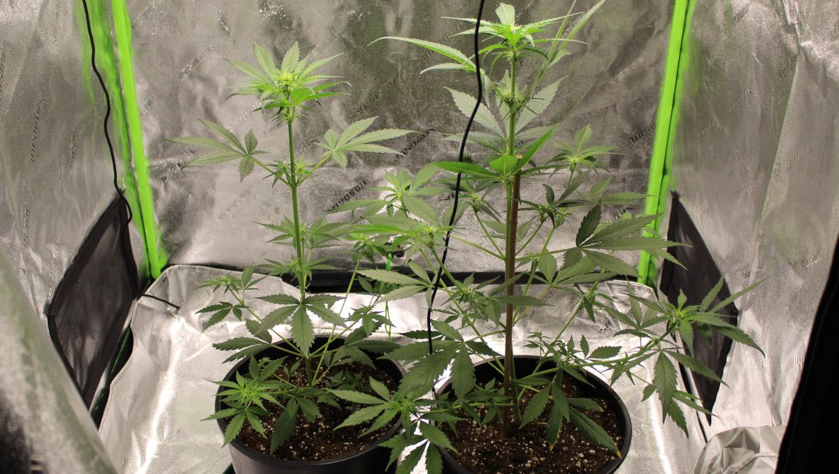Forbidden Runtz Auto Cannabis Strain Week-by-Week Guide: Two very lanky stretchy cannabis plants grown indoors in a tent Forbidden Runtz Auto Cannabis Strain Week-by-Week Guide: Two very lanky stretchy cannabis plants grown indoors in a tent