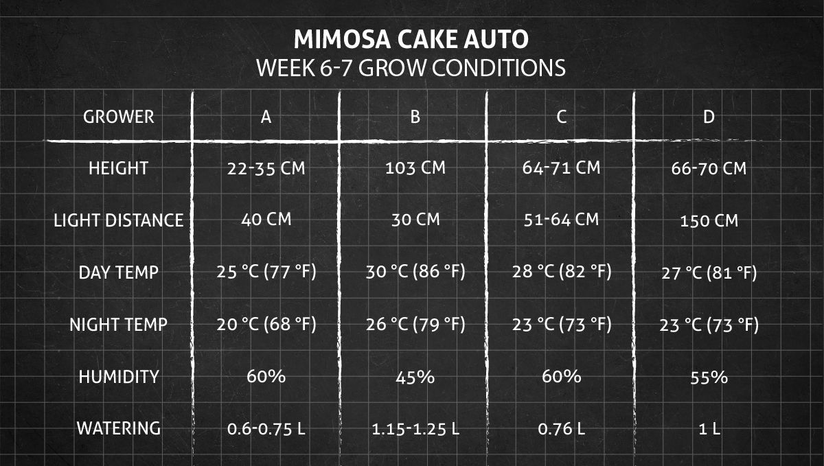 Mimosa Cake Auto cannabis strain: weeks 6-7 grow conditions