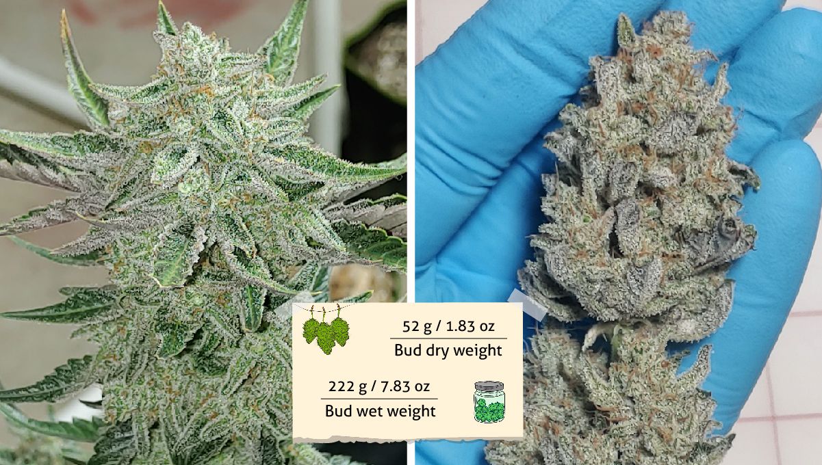 Purple Punch Auto Cannabis Strain Week-by-Week Guide: A plant top right before harvest and a gloved hand holding a trimmed bud