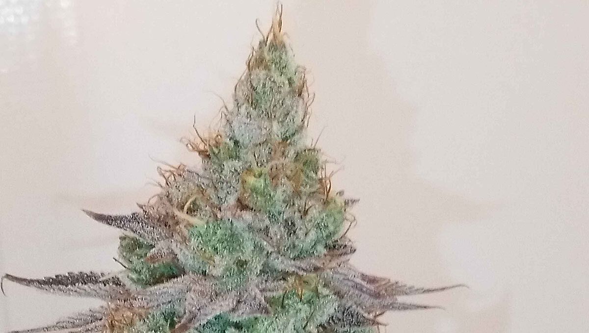 Tropicana Cookies Auto