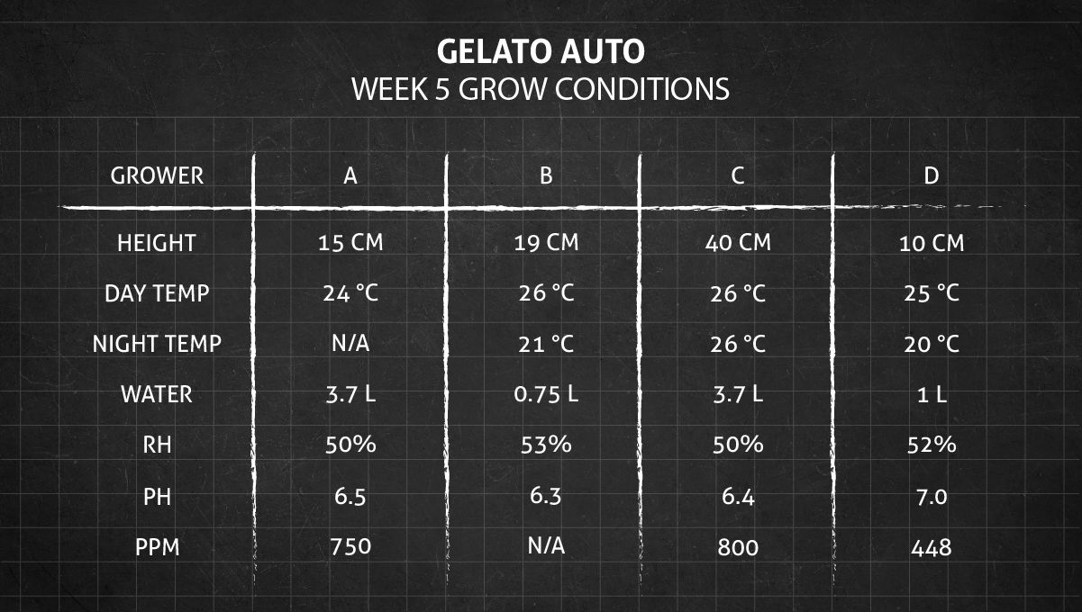 Gelato Auto Cannabis Strain Week-by-Week Guide: Grow conditions in week 5 Gelato Auto Cannabis Strain Week-by-Week Guide: Grow conditions in week 5