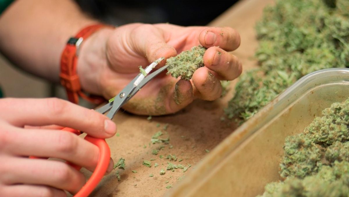 Amnesia Haze Auto: Beschneiden Denke daran, dass der Nassbeschnitt aus dem Beschnitt vor dem Trocknen und dem Trockenbeschnitt nach dem Trocknen besteht.