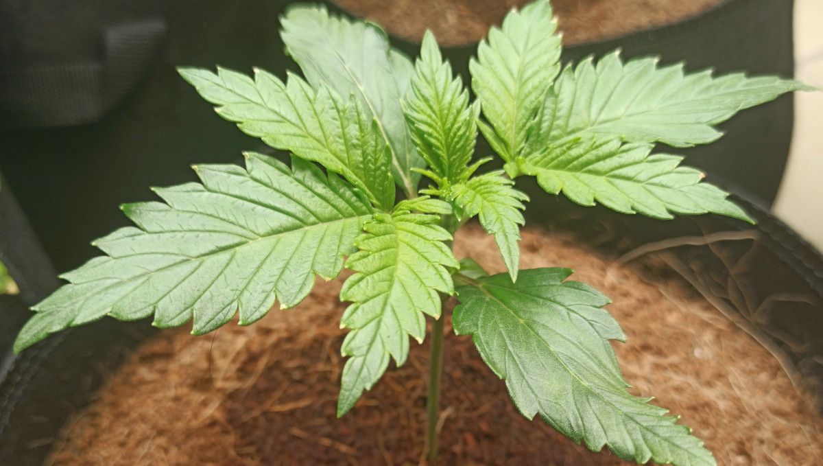 Afghan Kush Auto Cannabis Strain Week-by-Week Guide: A healthy 2-week-old marijuana seedling Afghan Kush Auto Cannabis Strain Week-by-Week Guide: A healthy 2-week-old marijuana seedling