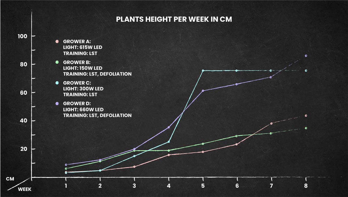 Banana Purple Punch Auto Cannabissorte: Höhenprofil für den gesamten Lebenszyklus