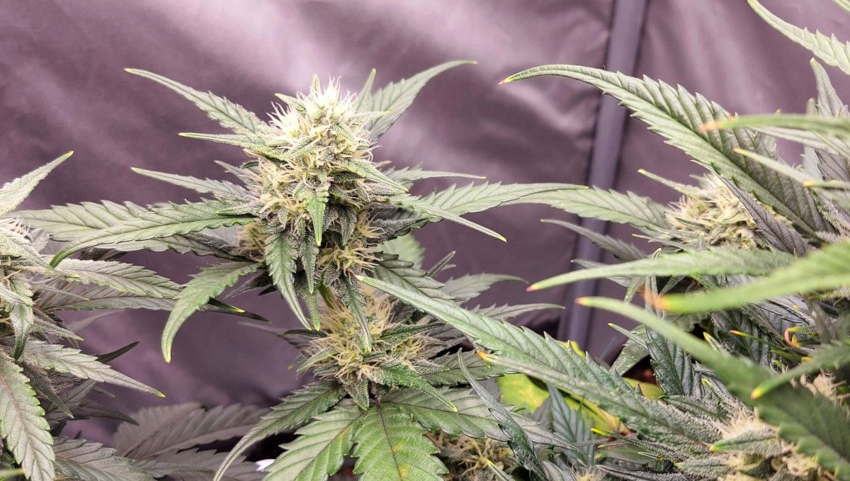 Banana Purple Punch Auto Cannabissorte: Frühe Blüte | Wochen 6-7 | Während die Pflanze sich streckt, bilden sich die Blüten und die ersten Kristalle