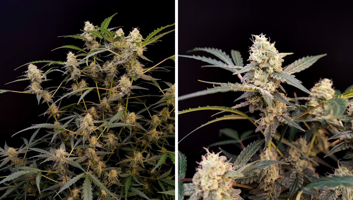 Six Shooter Auto cannabis strain: mid flower (bulk phase) | weeks 8-9 | an indoor weed plant almost ready for harvest and a closer shot of some of its top colas Six Shooter Auto cannabis strain: mid flower (bulk phase) | weeks 8-9 | an indoor weed plant almost ready for harvest and a closer shot of some of its top colas