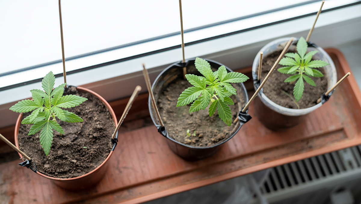 What yields can I get with autoflowering cannabis: avoid transplanting What yields can I get with autoflowering cannabis: avoid transplanting