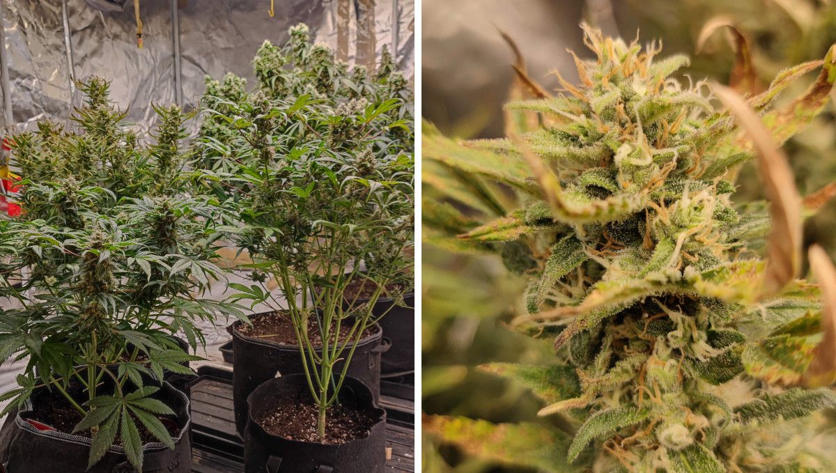 Strawberry Banana Auto cannabis strain: ripening and harvest | week 10 Strawberry Banana Auto cannabis strain: ripening and harvest | week 10