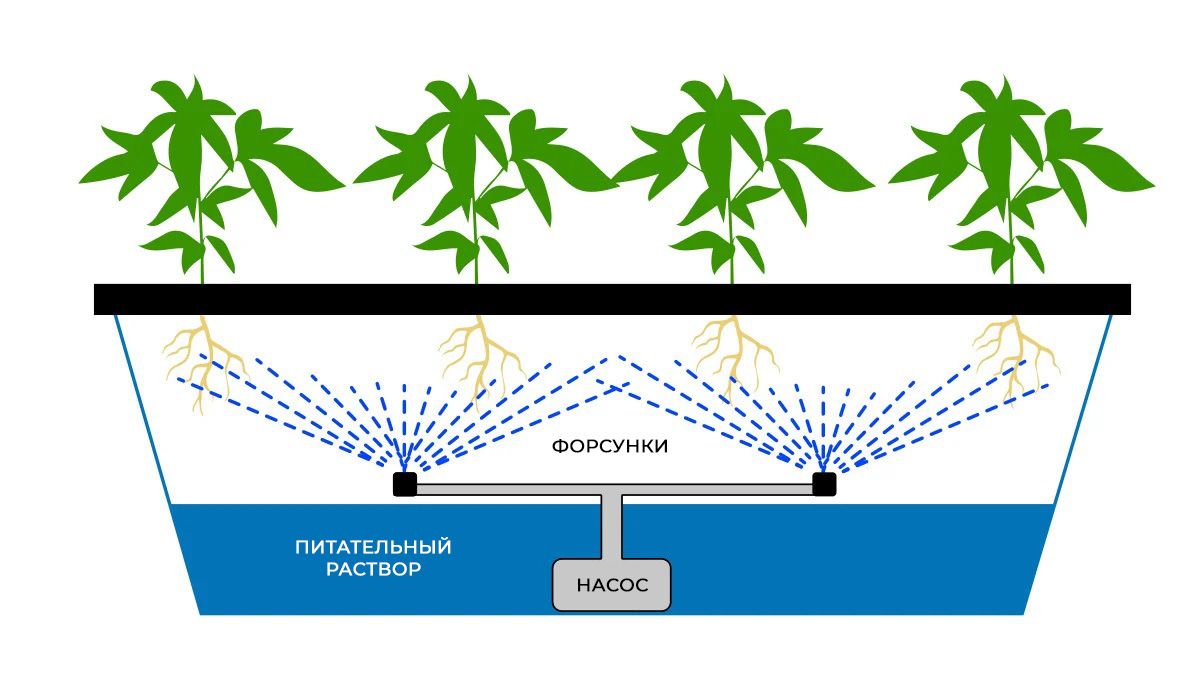 Growing Cannabis In An Aeroponic System: How does aeroponics work