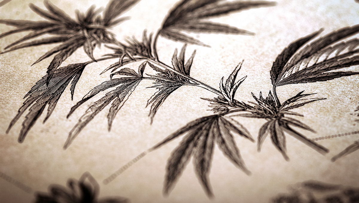 Cannabis infused coconut oil: a condensed history of cooking with weed