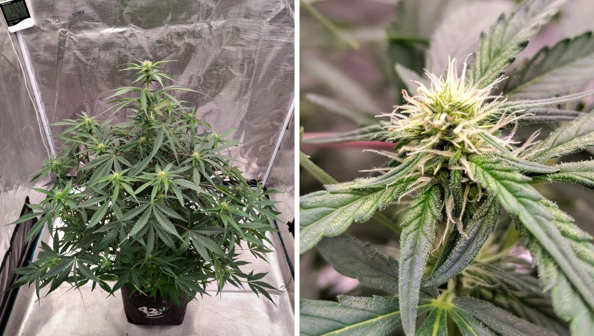 Gorilla Z Auto cannabis strain: transition (pre-flower) | week 5 | a medium-sized autoflower in a spacy grow tent and it's forming immature bud Gorilla Z Auto cannabis strain: transition (pre-flower) | week 5 | a medium-sized autoflower in a spacy grow tent and it's forming immature bud