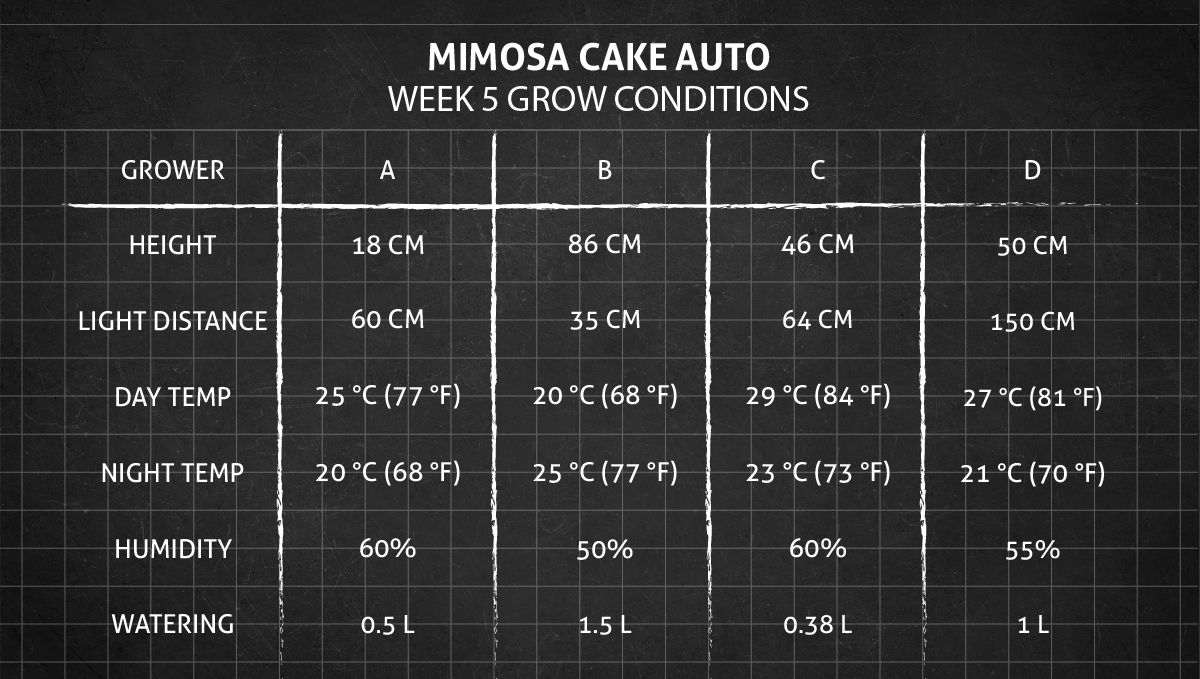 Mimosa Cake Auto cannabis strain: week 5 grow conditions