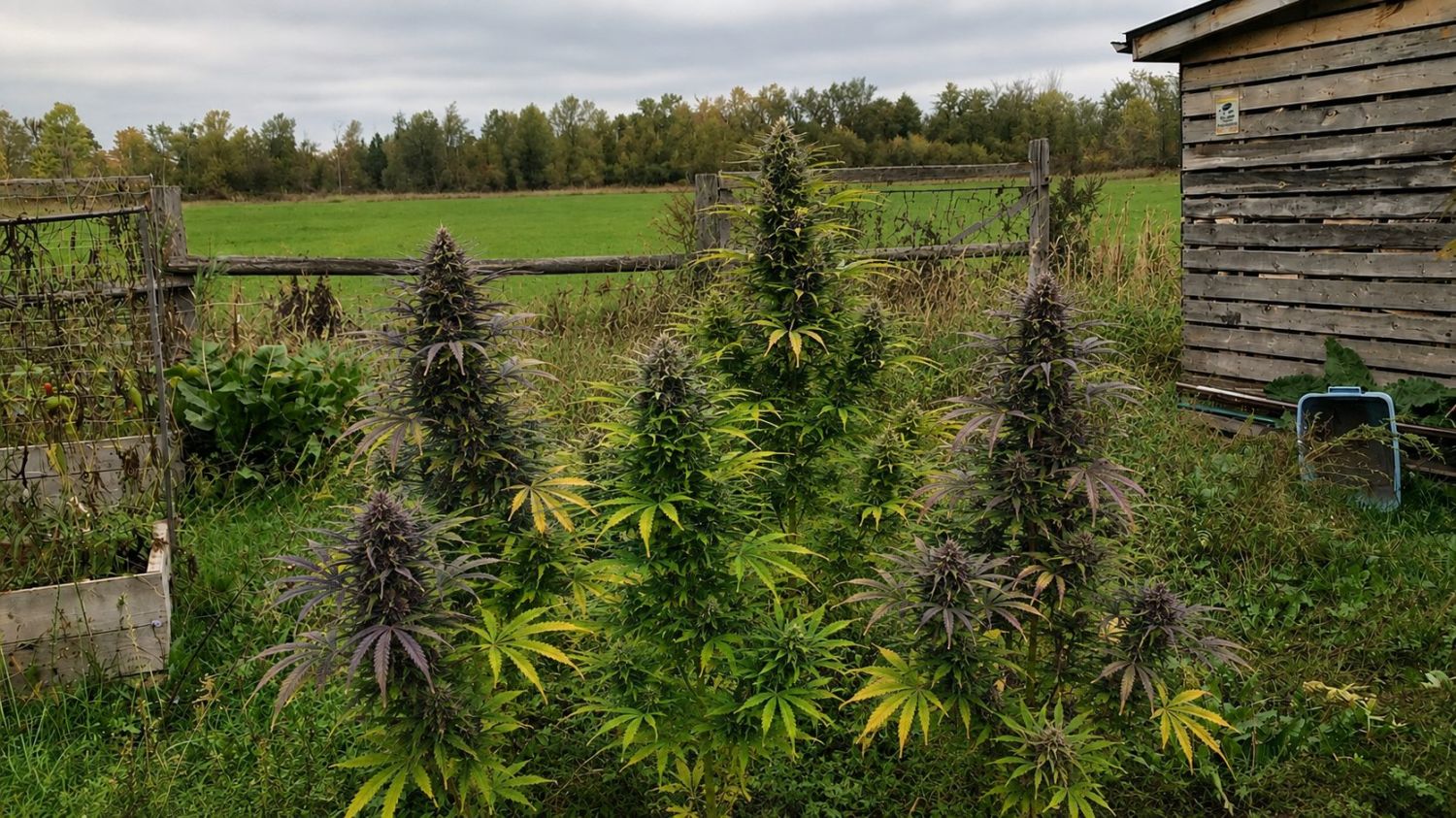 Your first grow setup: growing outdoors Your first grow setup: growing outdoors