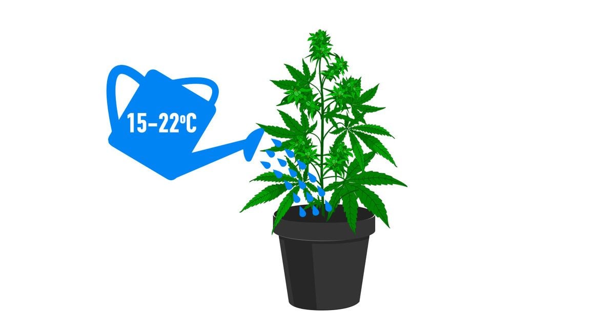 How to fix overwatered and underwatered cannabis plants: The role of environmental factors in watering cannabis plants