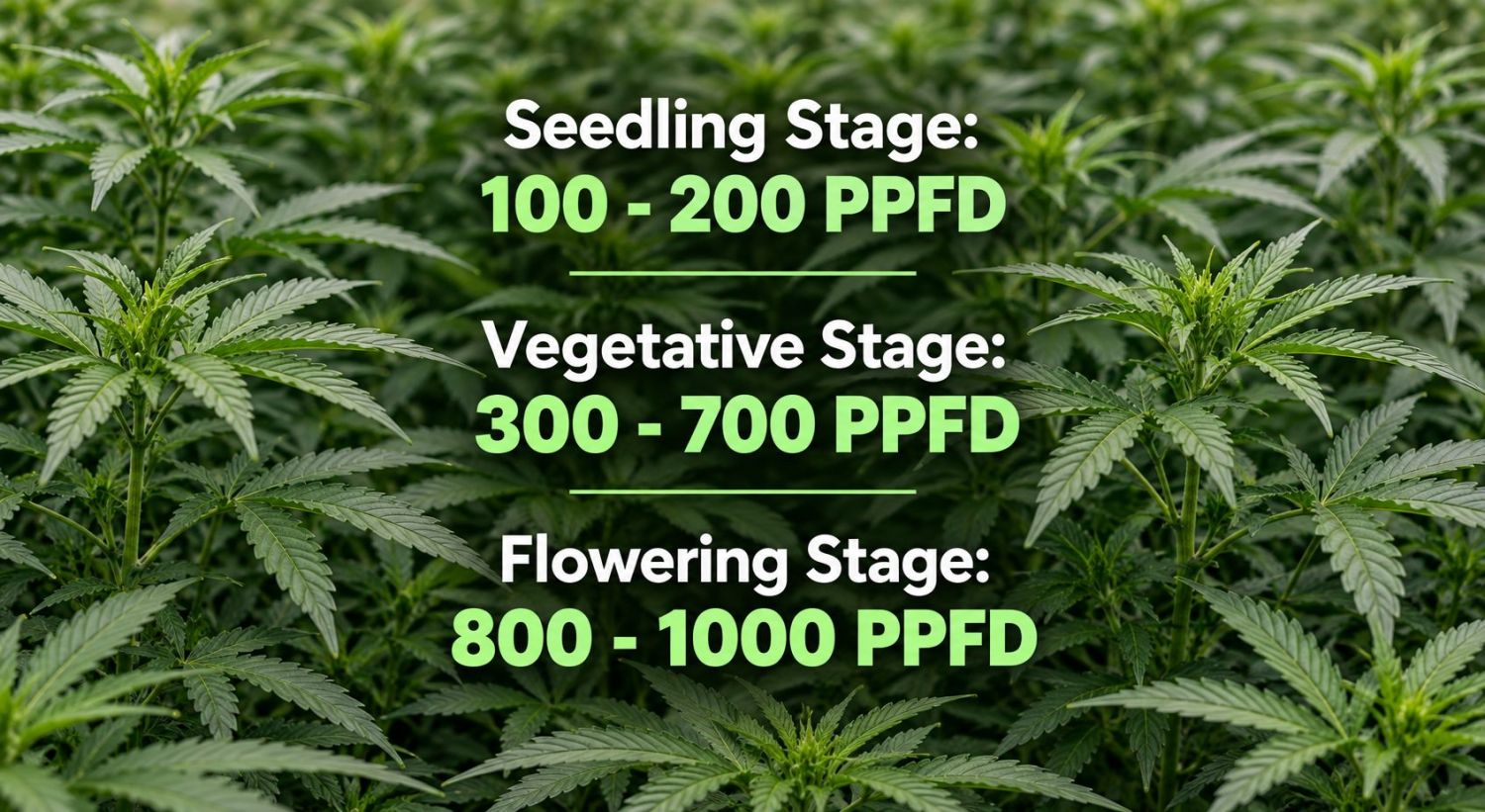 Wie kontrolliert man das Strecken von Cannabispflanzen: Warum strecken sie sich? Wie kontrolliert man das Strecken von Cannabispflanzen: Warum strecken sie sich?