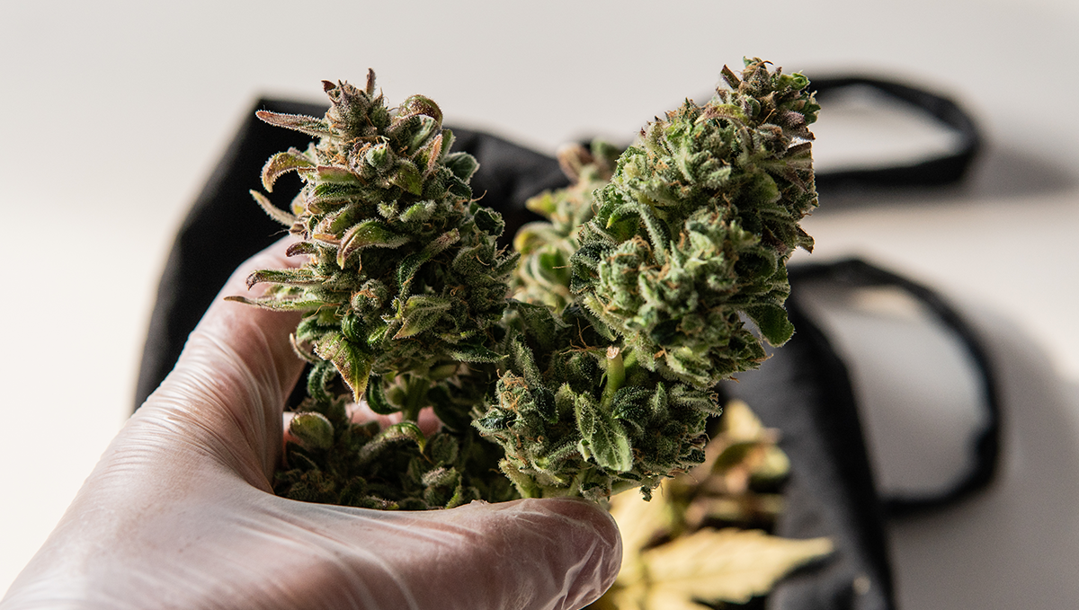 Der durchschnittliche Lebenszyklus einer Autoflower beträgt 10 Wochen, aber manche Sorten sind schneller fertig, andere brauchen etwas länger. Autoflowering Sorten FAQs