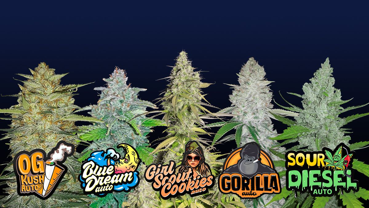 Beliebte Sorten von Cali Weed Beliebte Sorten von Cali Weed