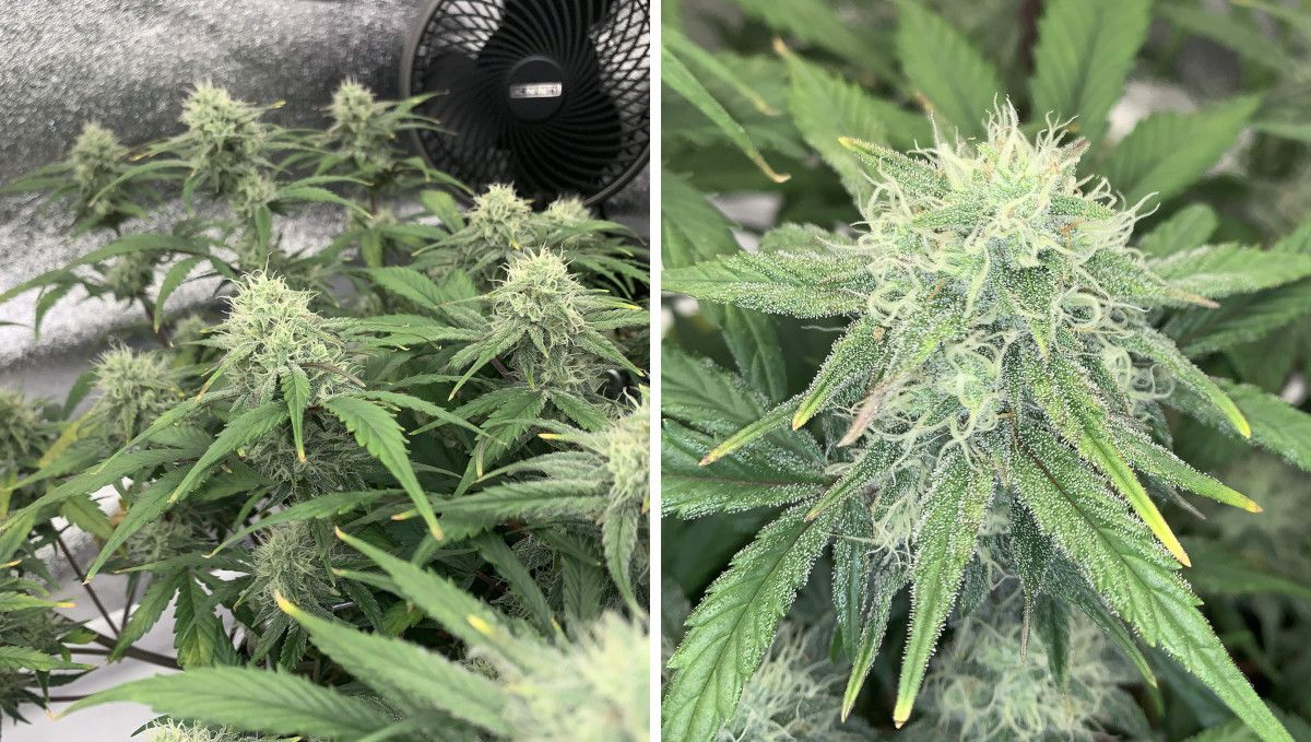 Strawberry Gorilla Auto Cannabissorte: mittlere Blüte (Massephase) | Wochen 8-9 | eine Indoor-Autoflower und eine große Blüte mit weißen Blütenstempeln Strawberry Gorilla Auto Cannabissorte: mittlere Blüte (Massephase) | Wochen 8-9 | eine Indoor-Autoflower und eine große Blüte mit weißen Blütenstempeln
