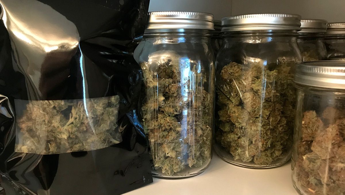 Jack Herer Auto Cannabis Sorte: Woche zu Woche Ratgeber: Blüten Fermentieren