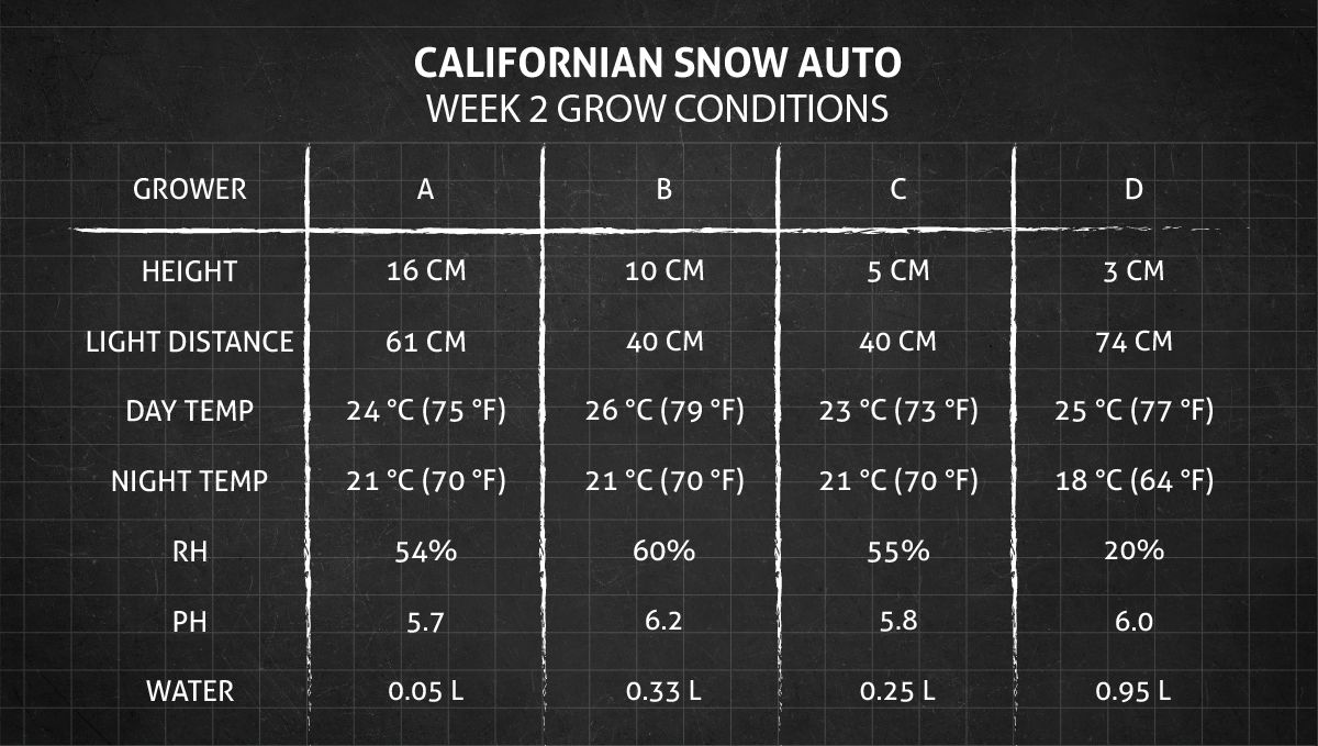 Californian Snow Auto cannabis strain: week 2 grow conditions