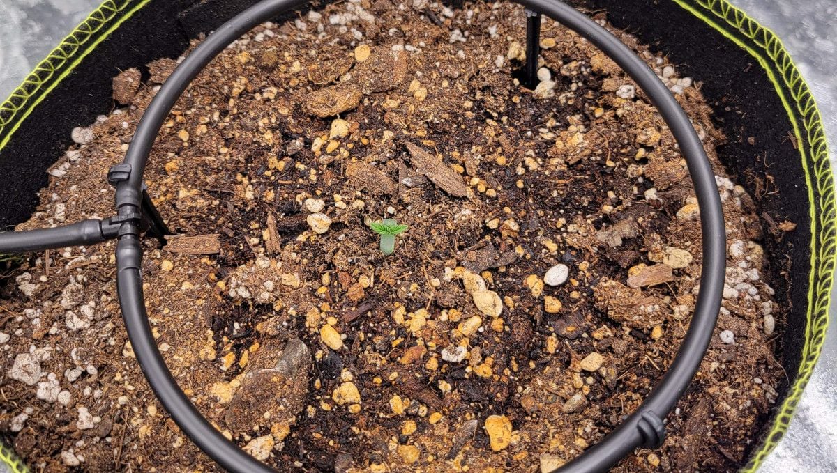 Blackberry Auto cannabis strain: germination and seedling stage | week 1 | a tiny seedling in a big pot and an automatic drip system