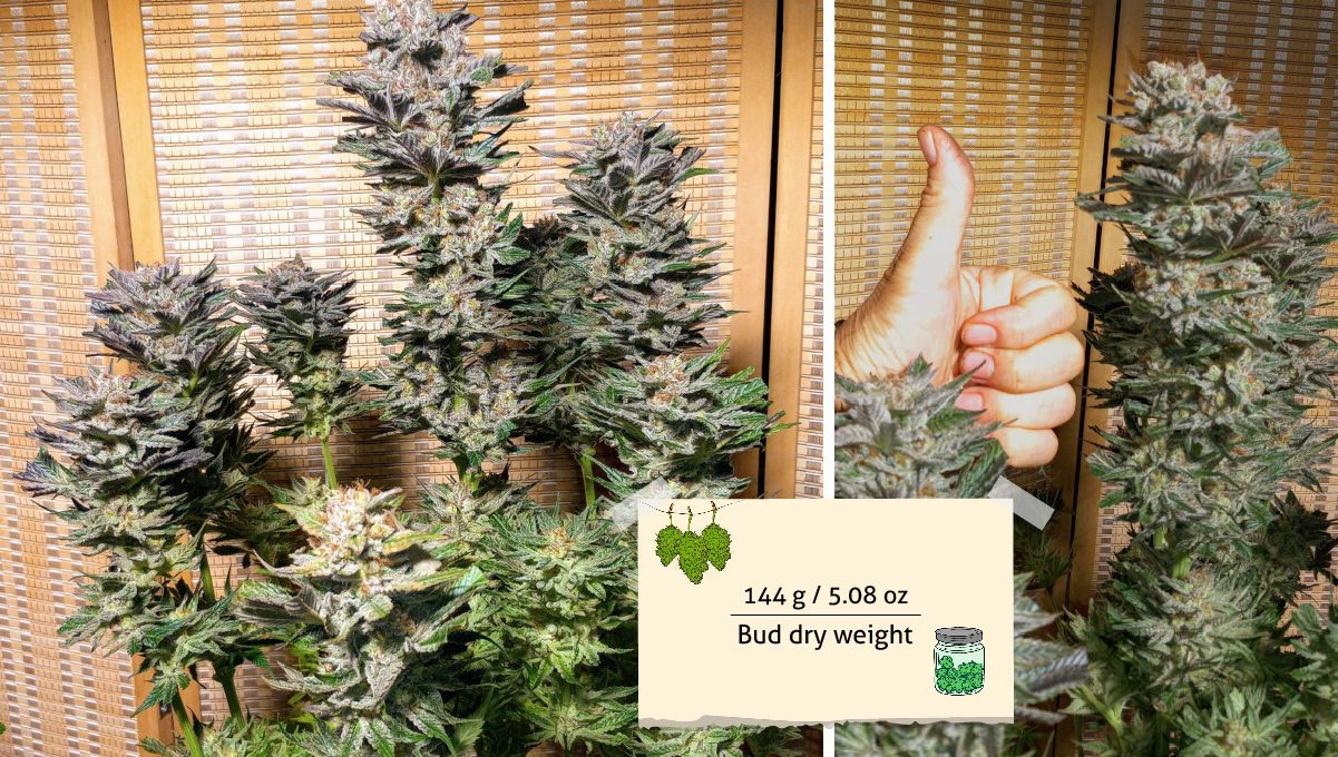 Gorilla Cookies FF cannabis strain: outcome | an indoor plant trimmed pre-harvest and a growers hand giving a thumb up next to the plant's central cola